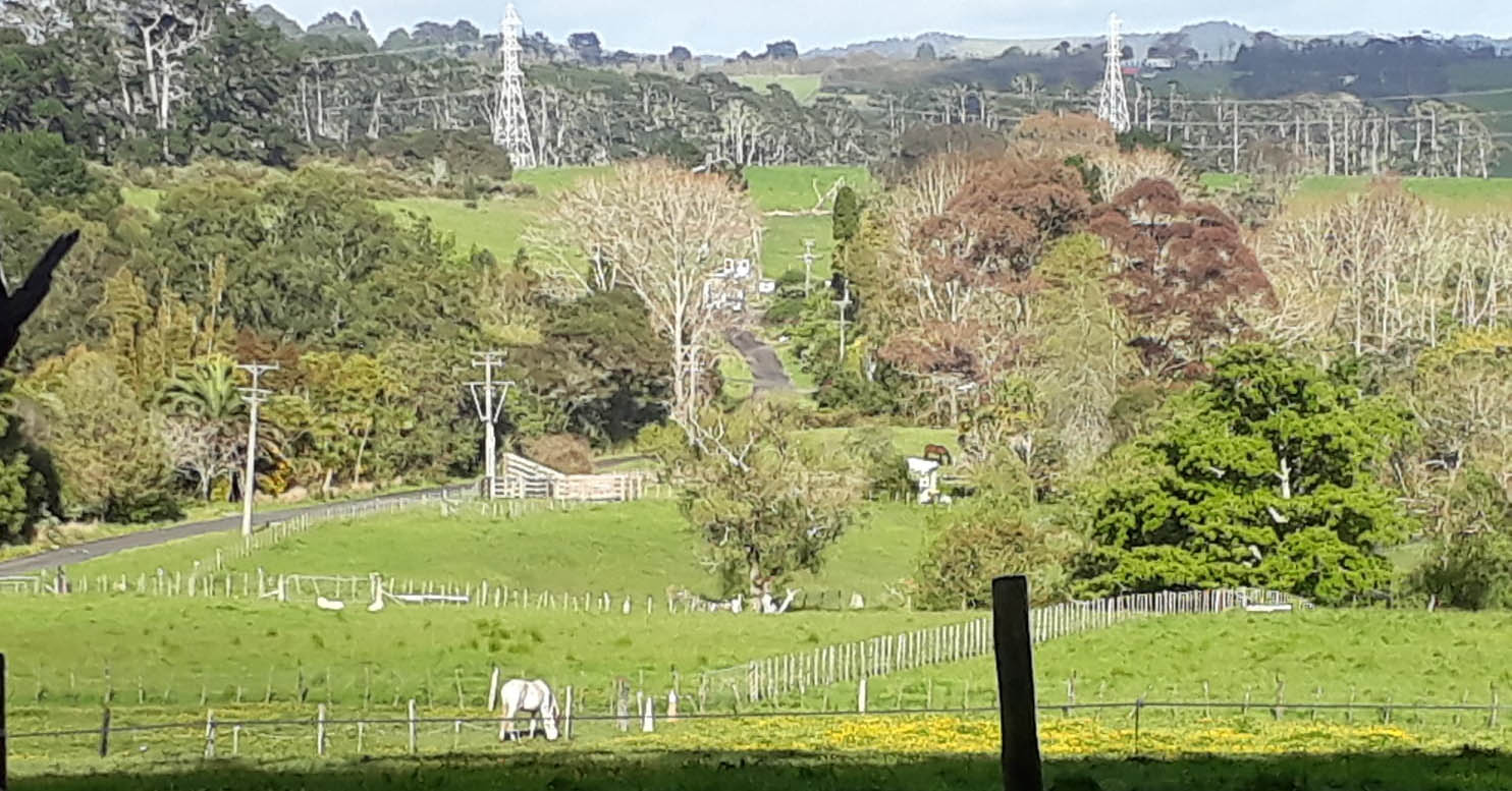 Horse Grazing Land